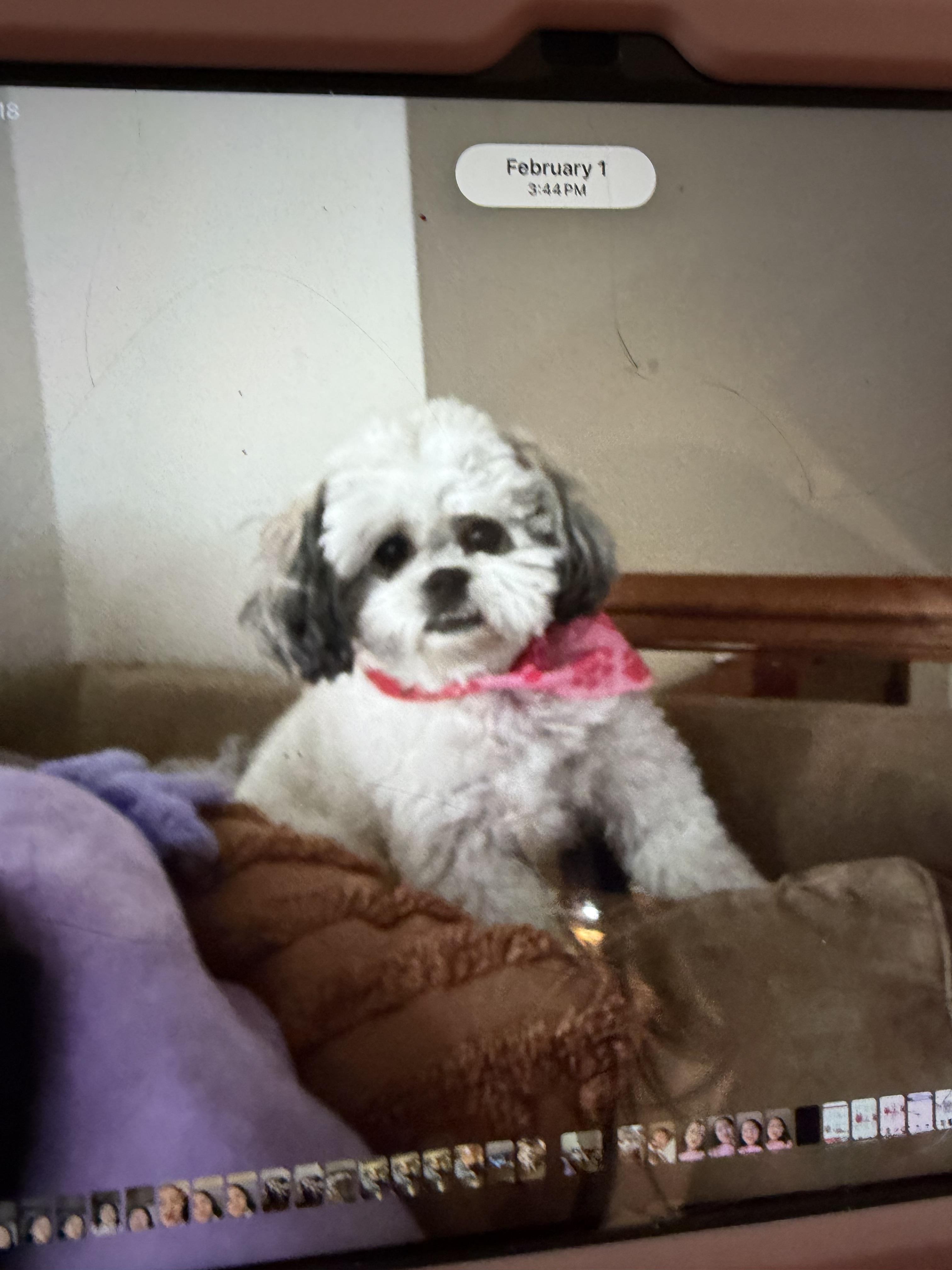 lost dog named Gigi